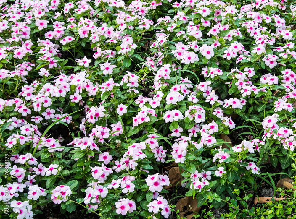 Naklejka premium Small pink flower