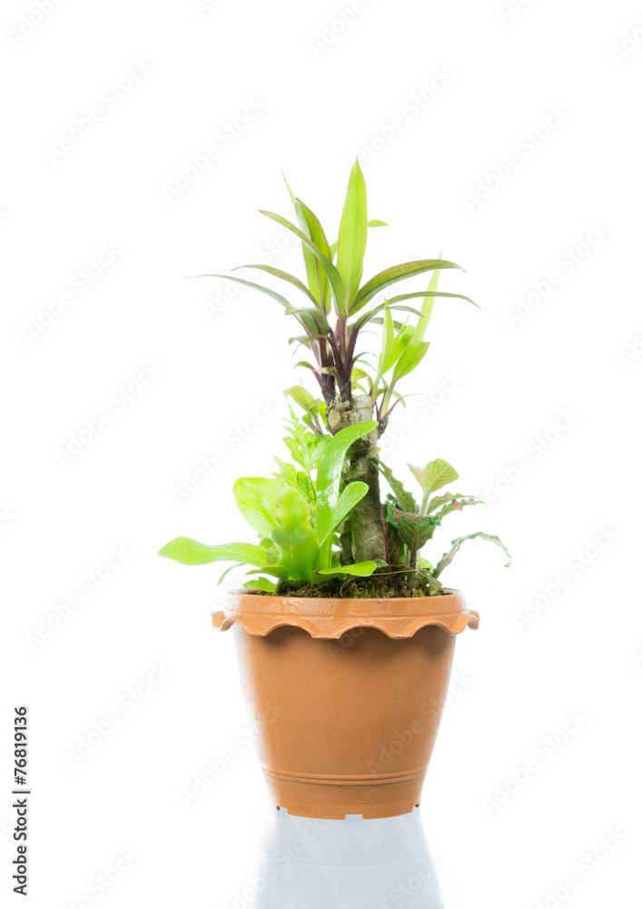 Small tree in pot isolated Small tree in pot isolated