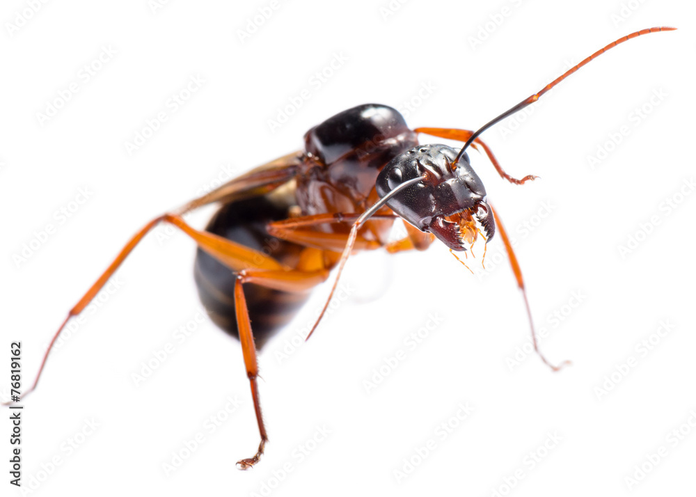 Black Carpenter Ant (Camponotus pennsylvanicus) Black Carpenter Ant (Camponotus pennsylvanicus)