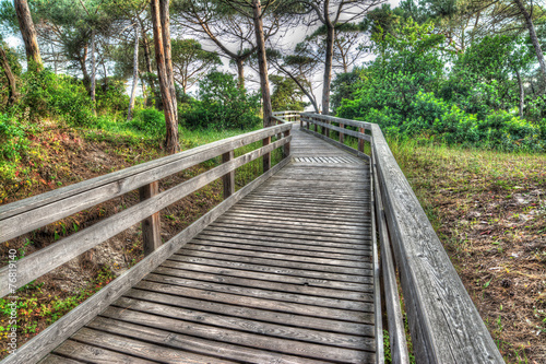 wooden path in a pine wood