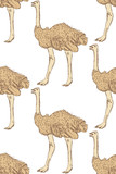 Sketch cute ostrich in vintage style