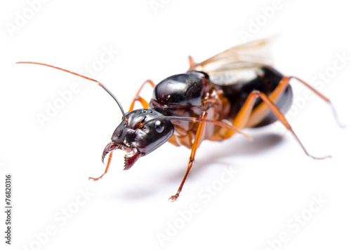 Black Carpenter Ant (Camponotus pennsylvanicus) © yongkiet
