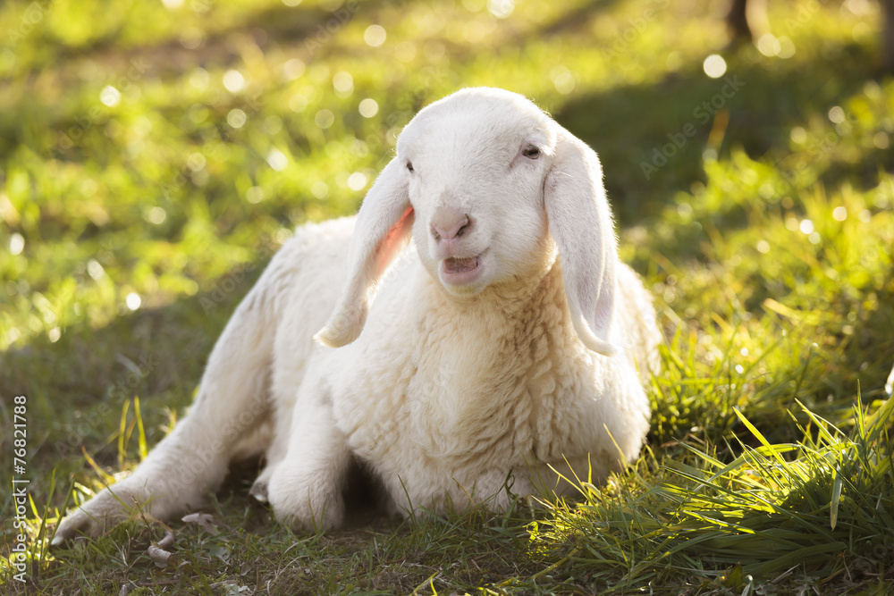Obraz premium lamb