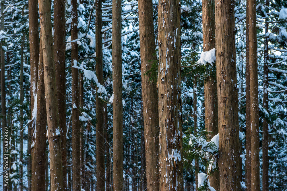 Fototapeta premium Snowy Cedar Forest