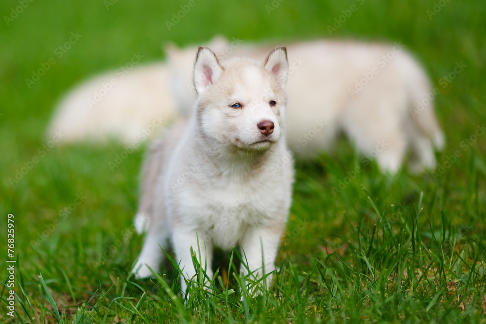 Husky puppy on a green grass Husky puppy on a green grass