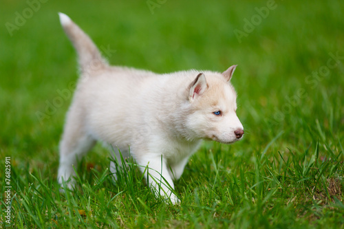 Husky puppy on a green grass