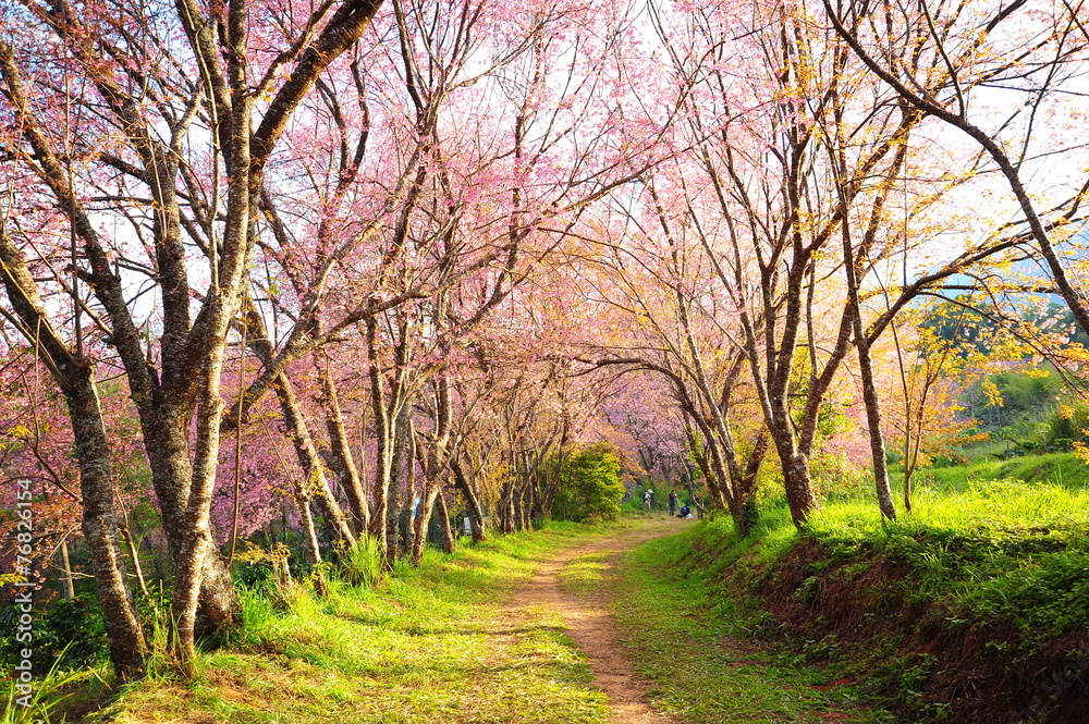 Sakura Flowers in Spring Season Sakura Flowers in Spring Season