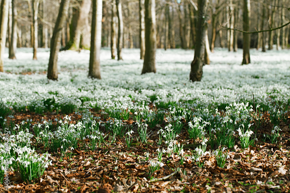 Fototapeta premium snowdrop flowers in winter forest perfect for postcard