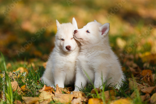 Two husky puppy