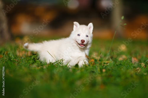 Husky on green grass © castenoid