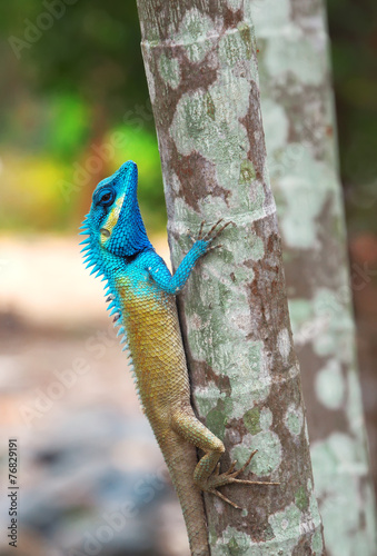 Tropical lizard on the tree
