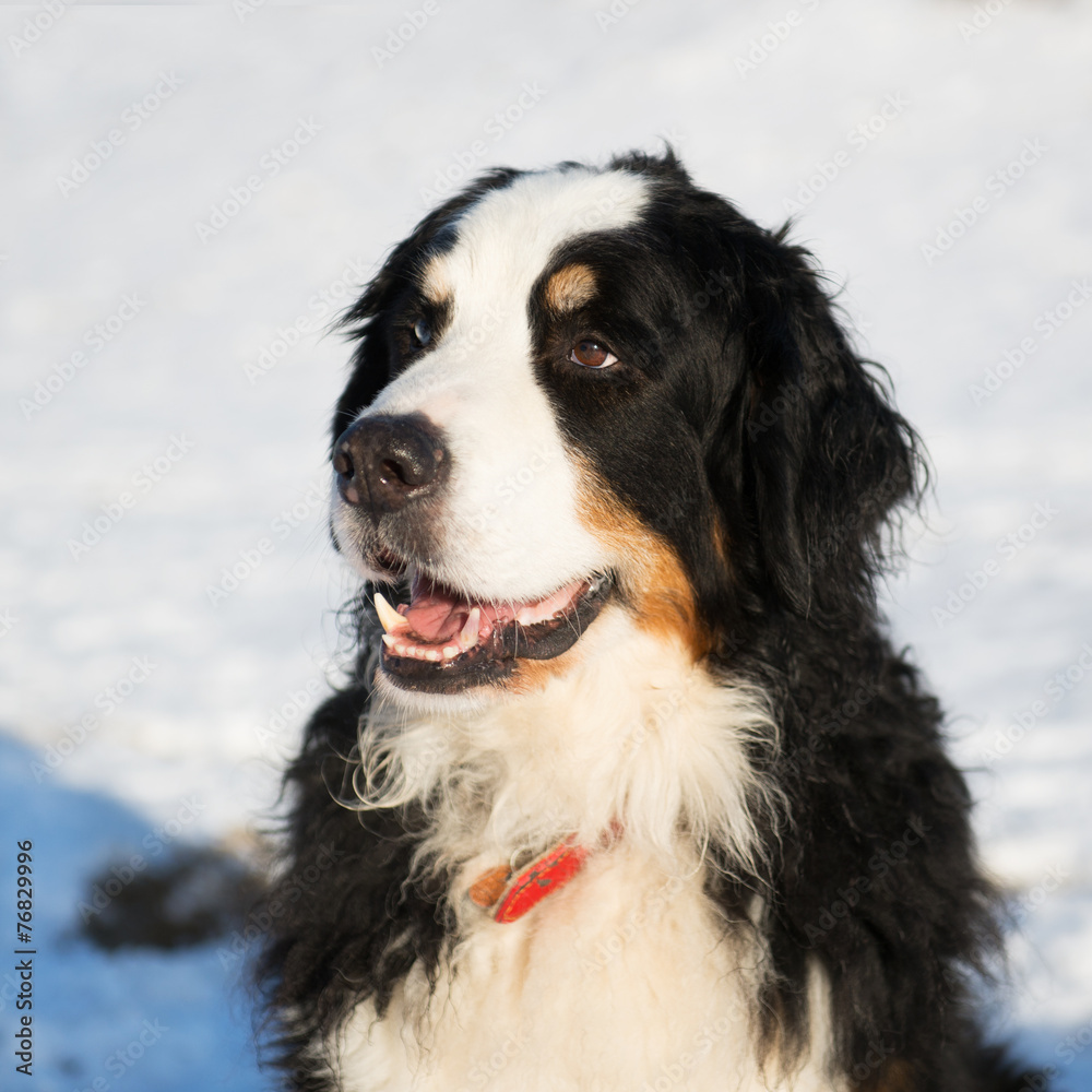 Berner sennenhund in snow Berner sennenhund in snow