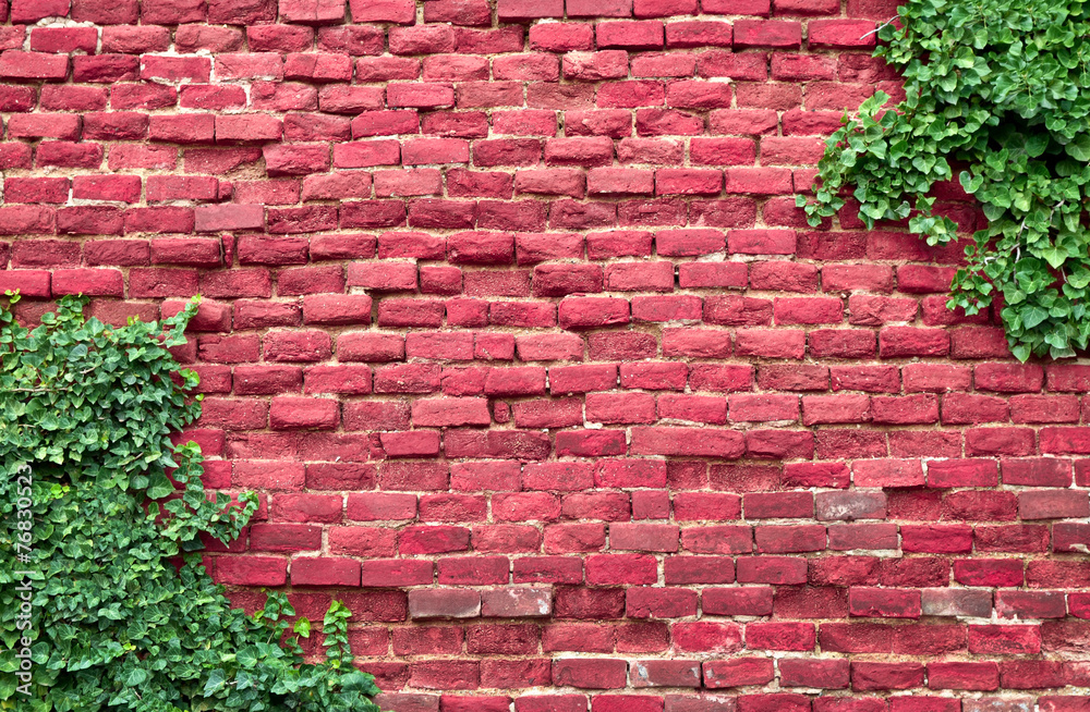 Old brick wall covered in ivy