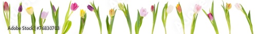 Banner of tulips