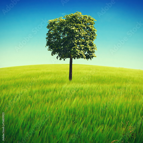 Tree in the Field