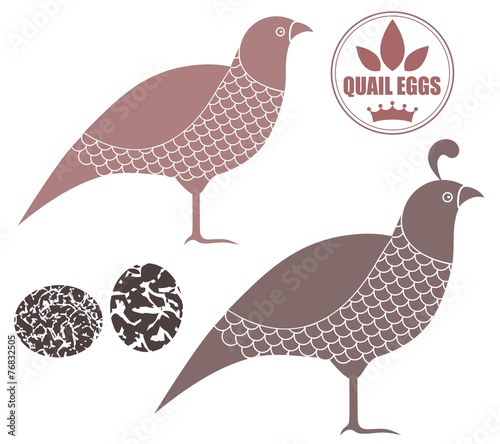 Quail