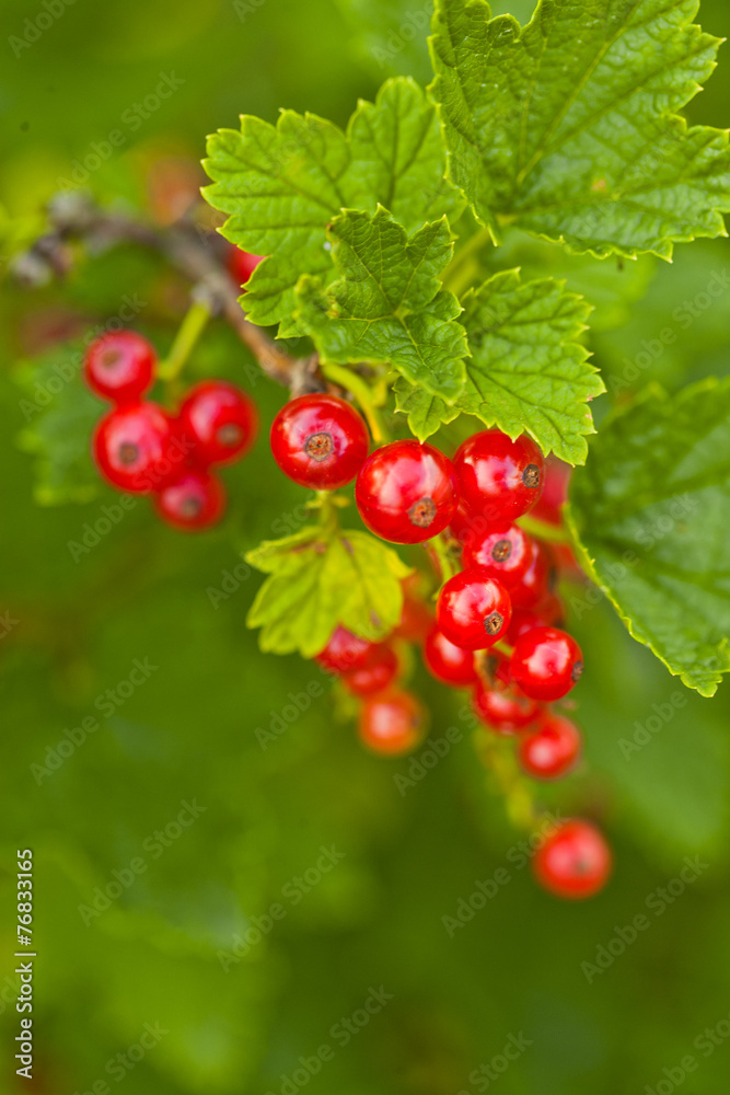 Red currants Red currants