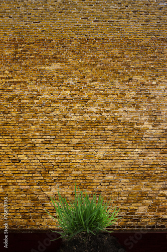 Alte Ziegelwand mit Grasbüschel