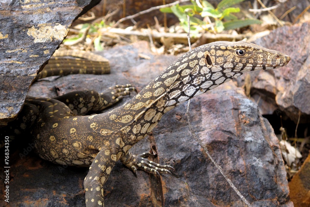 Obraz premium Monitor Lizard
