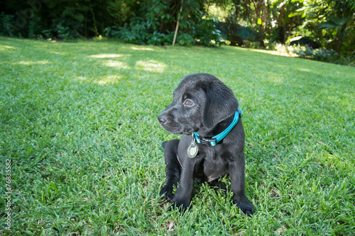 Labrador Puppy on Lawn