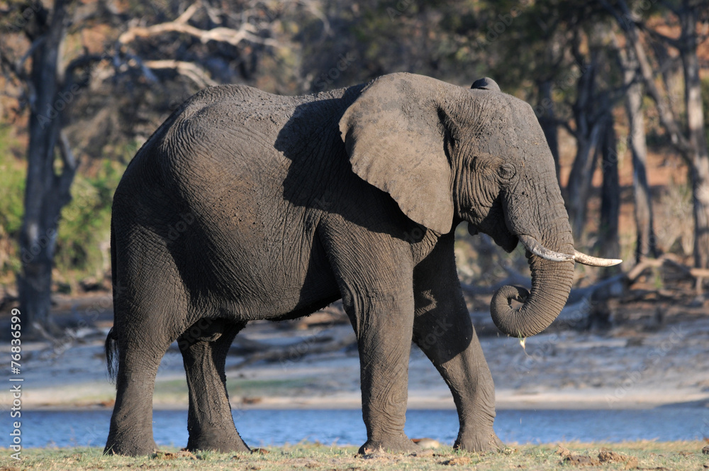 Fototapeta premium Elefant am Wasser