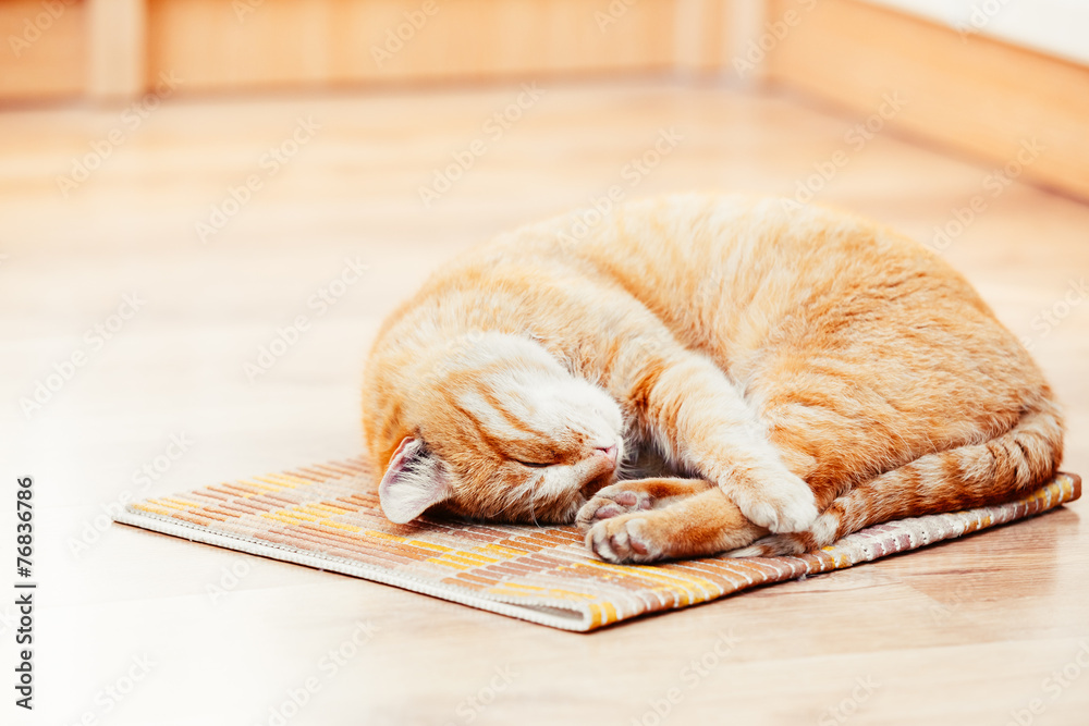 Peaceful Orange Red Tabby Cat Male Kitten Sleeping In His Bed On
