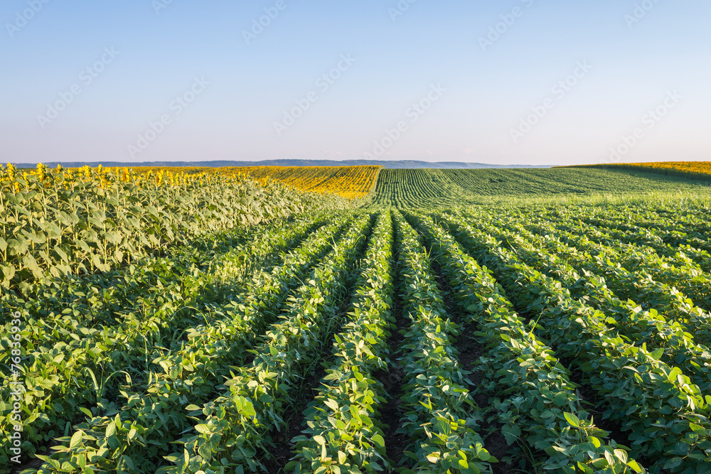 Soybean Field