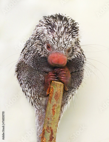 The Brazilian porcupine (Coendou prehensilis). photo
