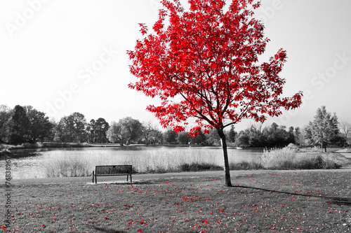 czerwone-liscie-na-samotnym-drzewie-wsrod-czarno-bialej-scenerii