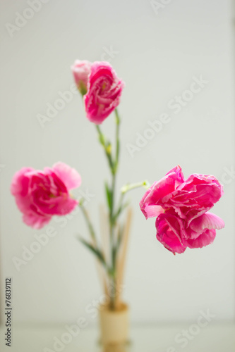 Beautiful carnation flower