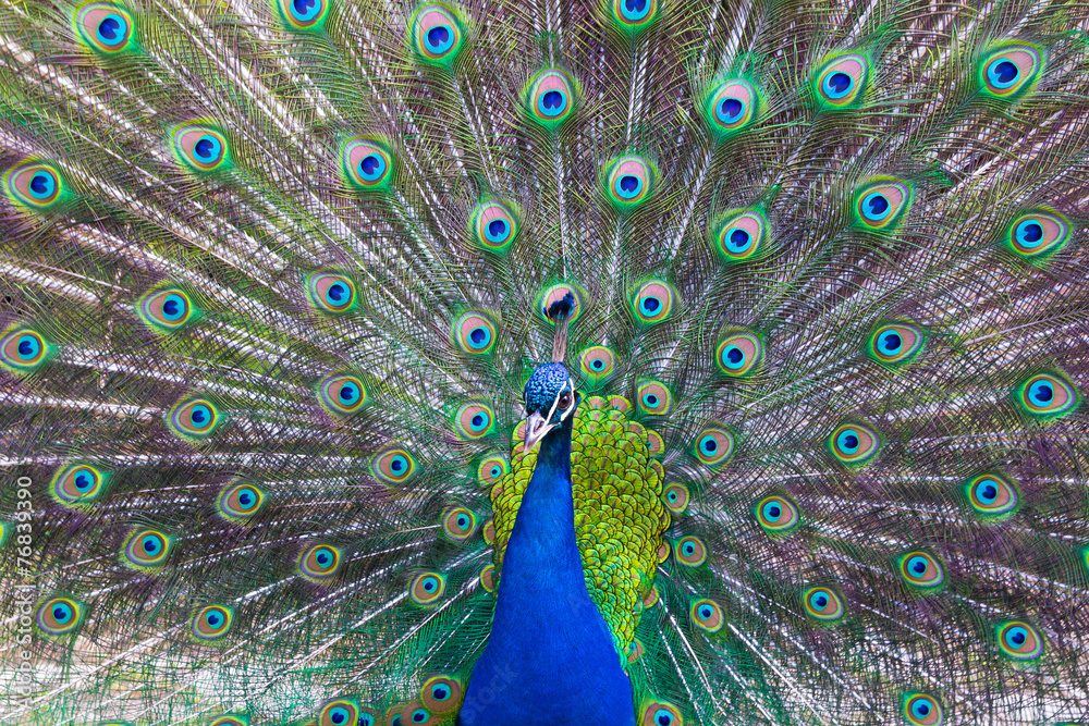Fototapeta premium Portrait of beautiful peacock with feathers out.