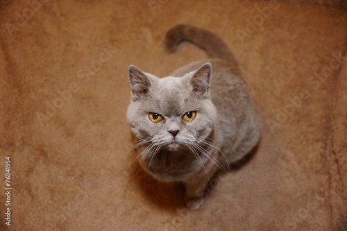 Adorable british cat