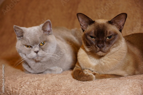 burmese and british cat