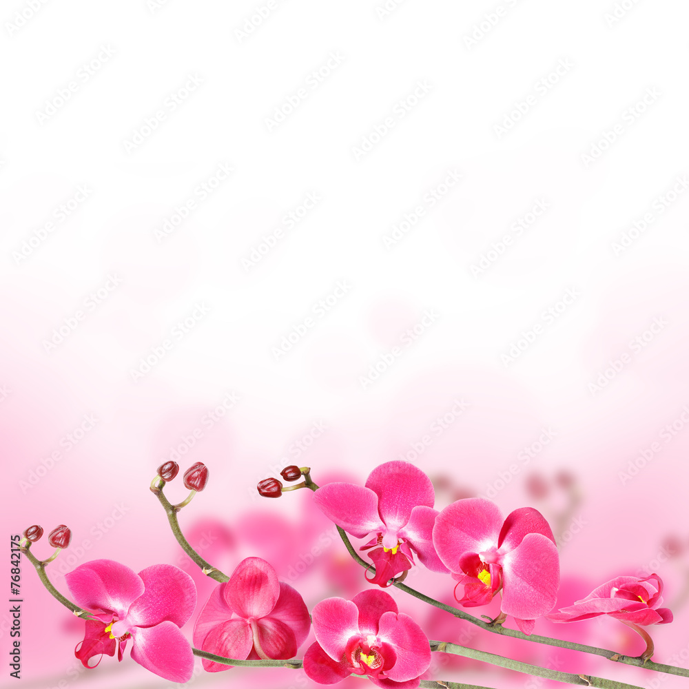 Beautiful floral abstract background, isolated orchids