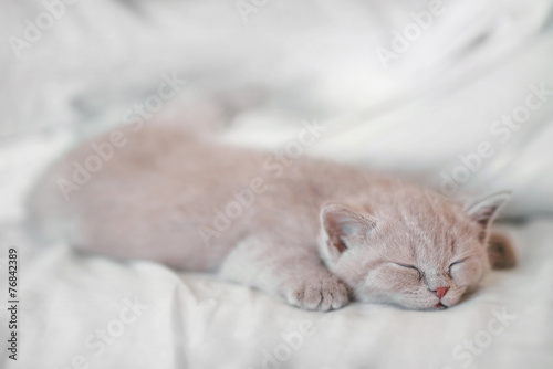 sleeping cat 