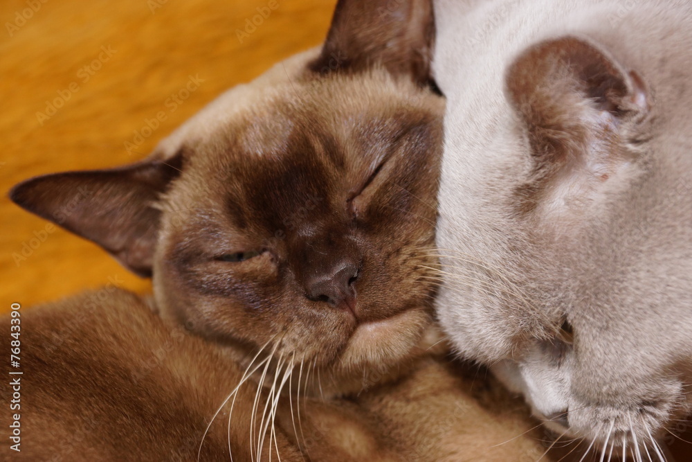 Fototapeta premium burmese and british cat
