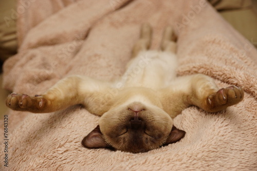 Fotografija sleeping burmese cat
