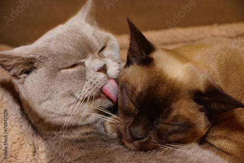burmese and british cat