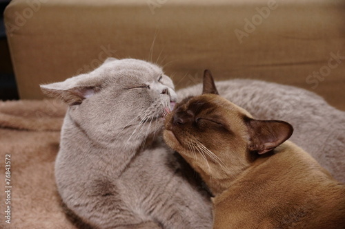 burmese and british cat