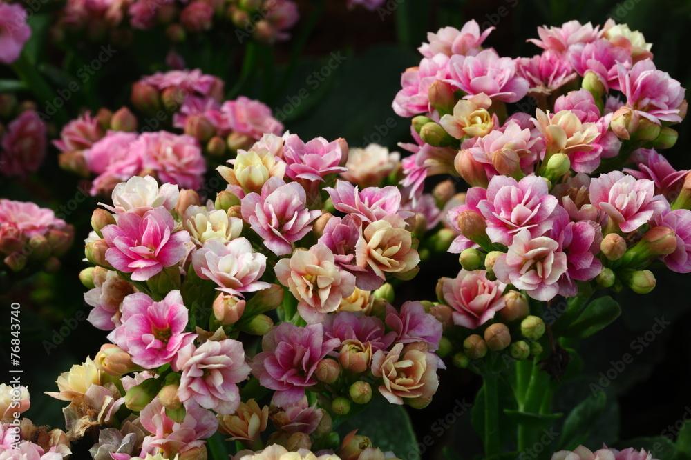 Fototapeta premium Flower in gardens