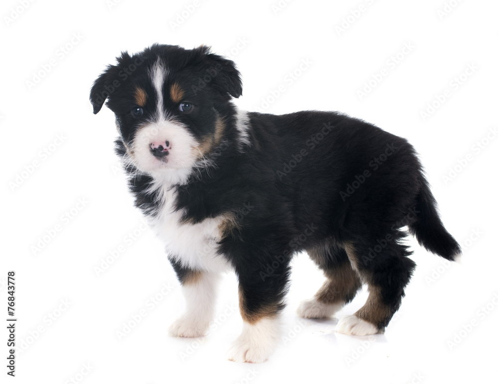 puppy australian shepherd