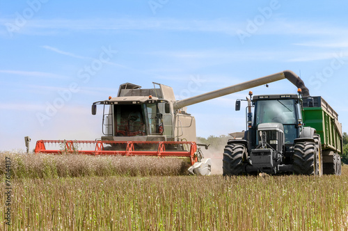 combine harvester overturning cereals in a tractor truck