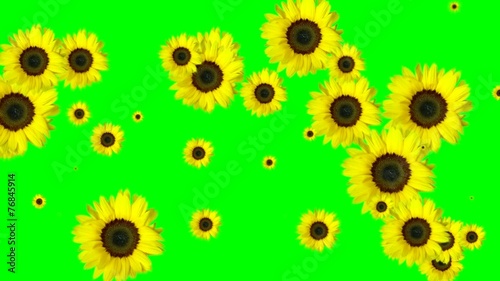 Green screen flowers transition.