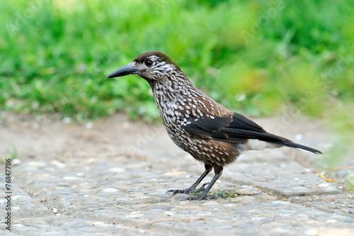 nutcracker (nucifraga caryocatactes) in the grass