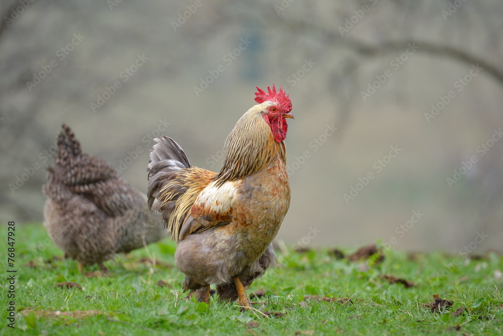 colorful rooster on field in spring