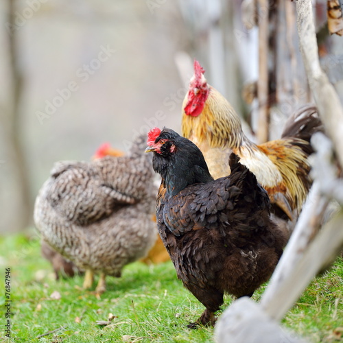 colorful rooster on field in spring