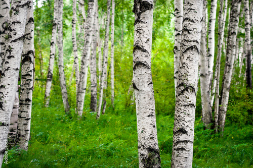 Fotografie, Obraz Spring birch grove