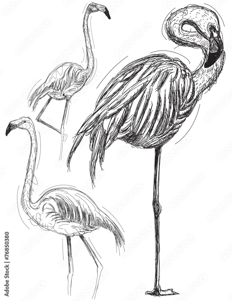 Fototapeta premium Sketchy flamingos