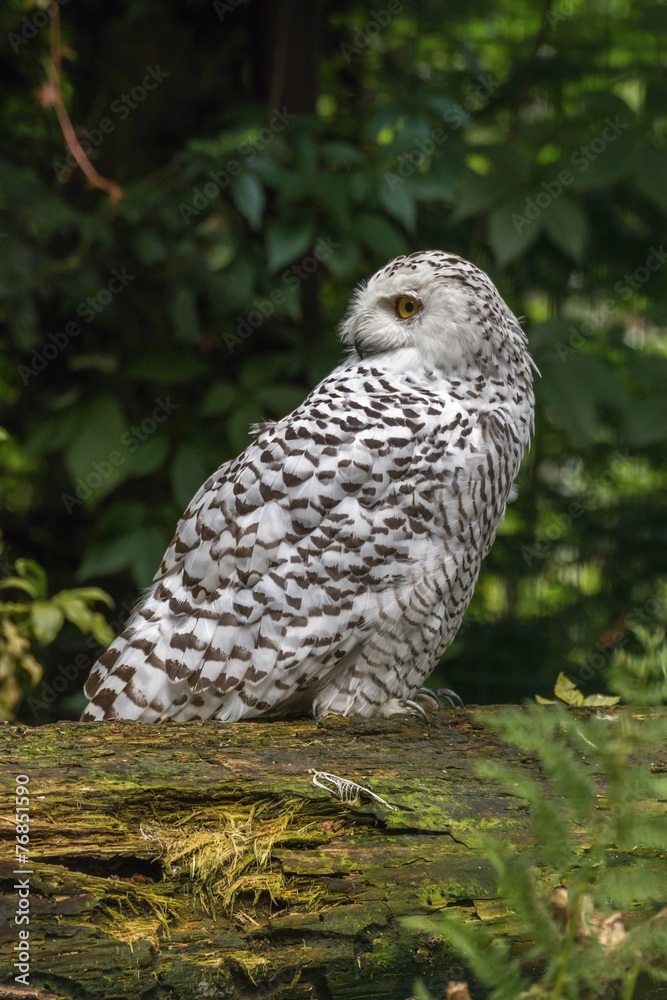 Fototapeta premium White snow owl