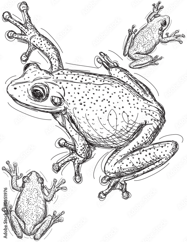 Fototapeta premium Frog sketches